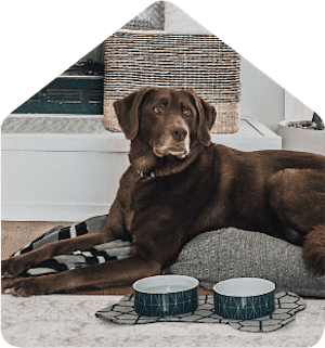 Pet Supplies & Products