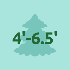 Shop Small Trees