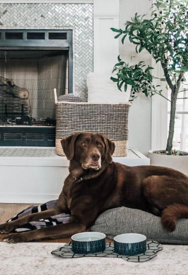 Pet Supplies & Products