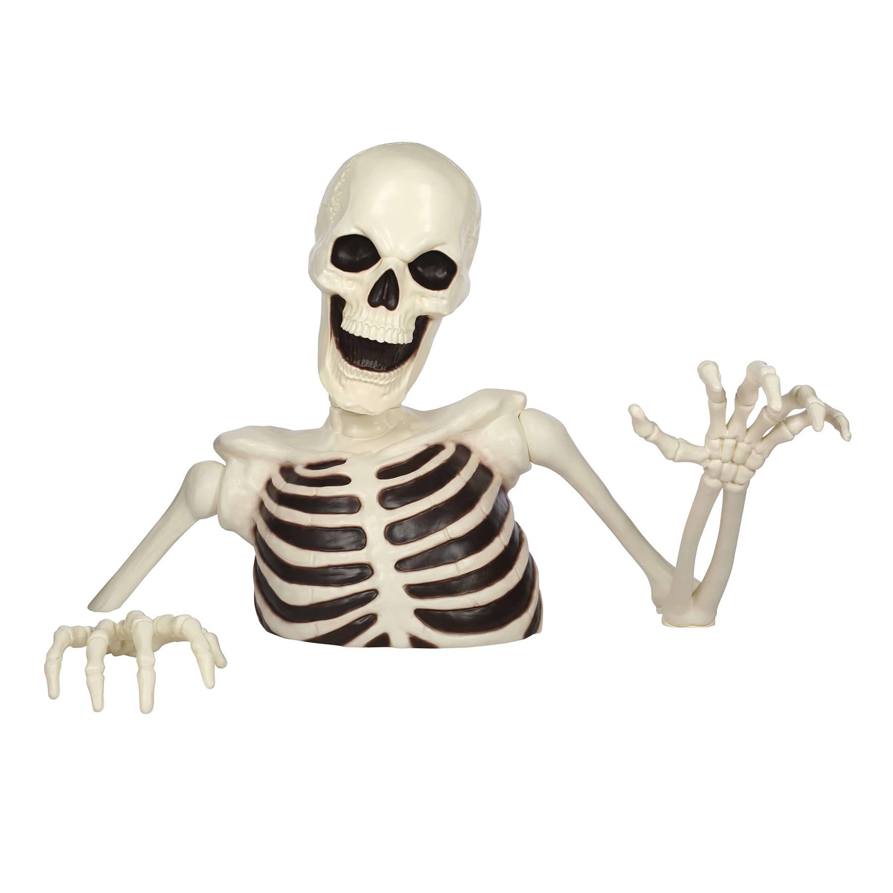 Skeletons & Skulls