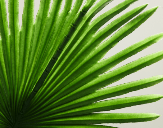 Palm Leaf