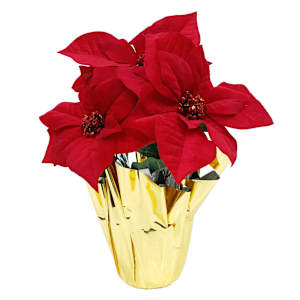 Poinsettias