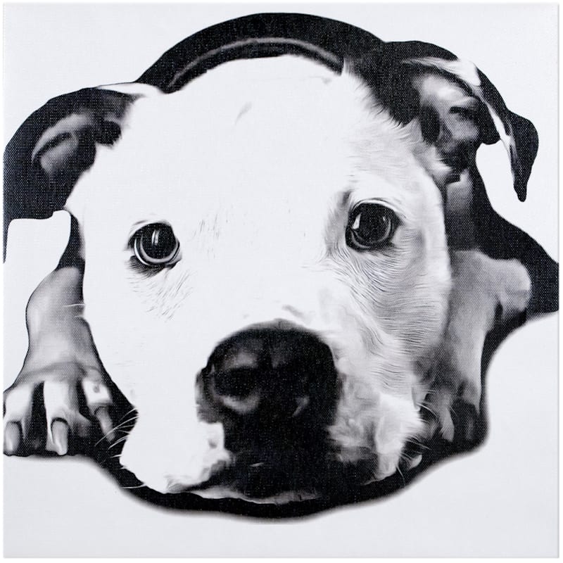 white pitbull dog canvas wall art