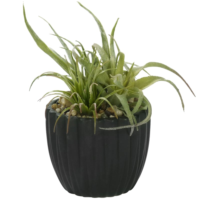 7IN AIR PLANT IN BLACK POT At Home