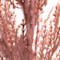 Light Pink swatch