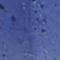 Blue swatch