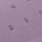 Purple swatch
