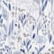 Blue swatch