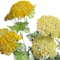 Yellow swatch