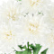 White swatch