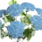 Blue swatch
