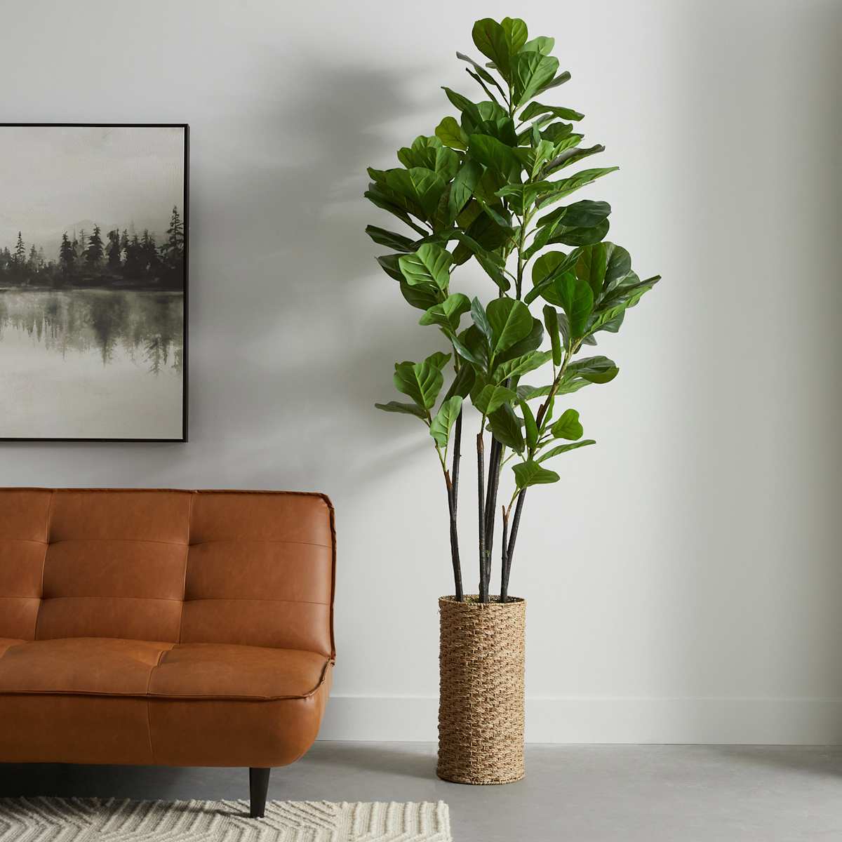 Deluxe Fig Tree in Woven Basket, 7'