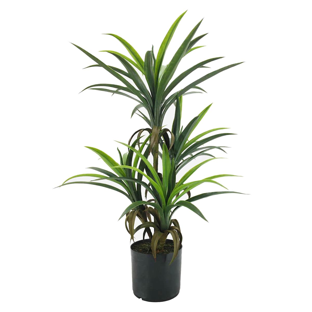 YuCa⭐︎ Yucca Tree with Black Planter, 33