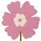 Pink swatch