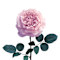 Pink swatch