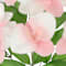 Light Pink swatch