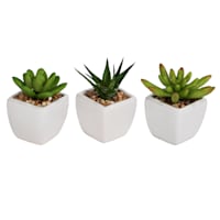 3-Piece Assorted Succulents with White Planter, 3"