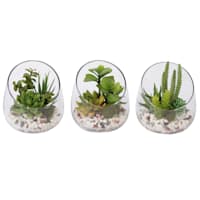 Assorted Succulent Glass Terrarium, 6.5"