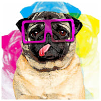 Colorful Pug Canvas Wall Art, 12"