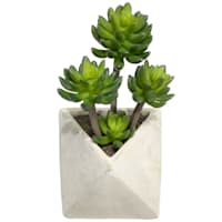 Mini Agave with White Triangular Planter, 12"