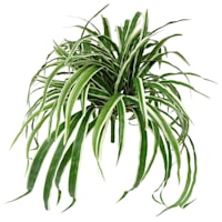 Spider Plant Bush, 26"
