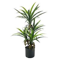 Yucca Tree with Black Planter, 33"