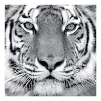 Tiger Canvas Wall Art, 30"