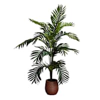 Paradise Palm in Plastic Pot, 5'