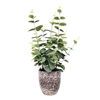 Eucalyptus Plant with Ceramic Planter, 21"