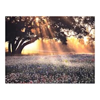 Morning Light Canvas Wall Art, 40x30