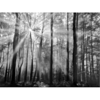 Forest Trees Canvas Wall Art, 40x30