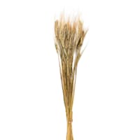 Light Brown Barley Bundle, 26"