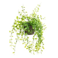 Potted Button Leaf Plant, 9"