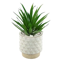 Succulent in Ceramic Pot, 7"