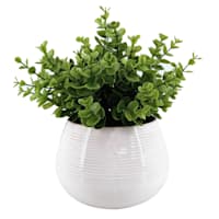 Eucalyptus Plant with White Planter, 11"