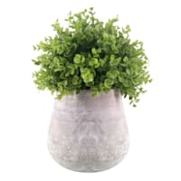 Eucalyptus Plant with Grey Cement Planter, 16"