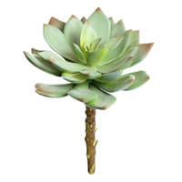 Green Echeveria Succulent Pick, 6"