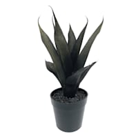 Spellbound Potted Black Agave Plant, 10"