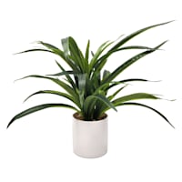 Grass Plant with White Planter, 14"