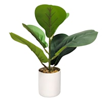 Fiddle Leaf Fig Plant in White Planter, 14"