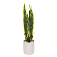 Snake Plant with White Planter, 20"