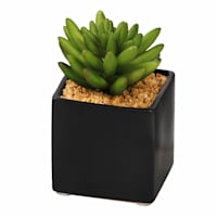 Succulent in Square Ceramic Pot, 4"