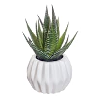 Succulent with White Planter, 5.5"