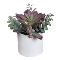 Succulent Mix with White Planter, 9"