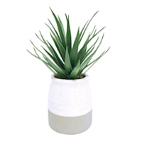 Aloe Plant with White & Gray Ceramic Planter, 9.5"
