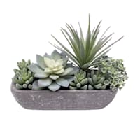 Mixed Succulents in Grey Planter, 9"