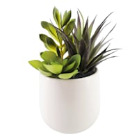 Succulent Plant with White Planter, 8"