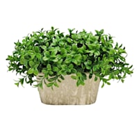 Boxwood Plant with White Rectangular Planter, 10"