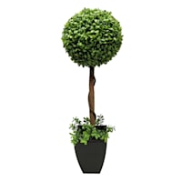Boxwood Plant with Square Black Planter, 28"