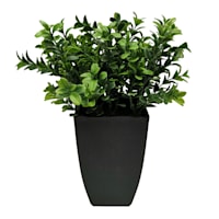 Boxwood Plant with Square Black Planter, 12"